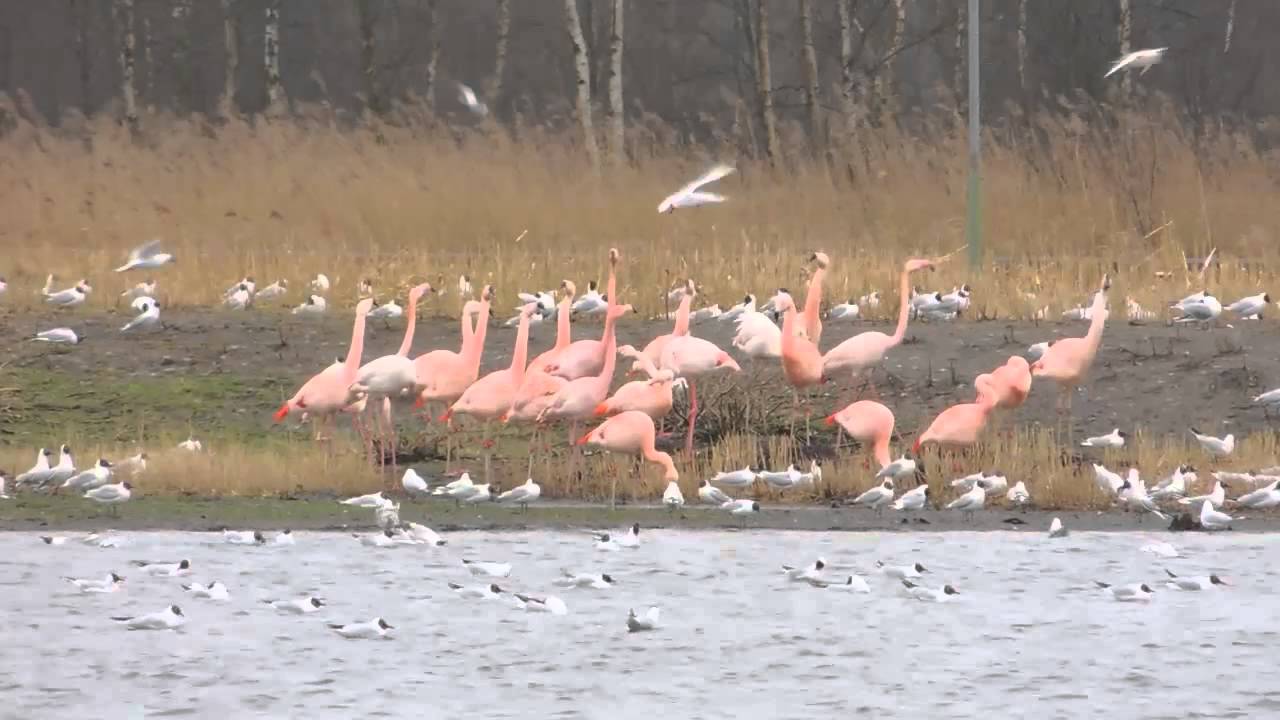 Weer veel flamingo's in Zwillbrocker Venn