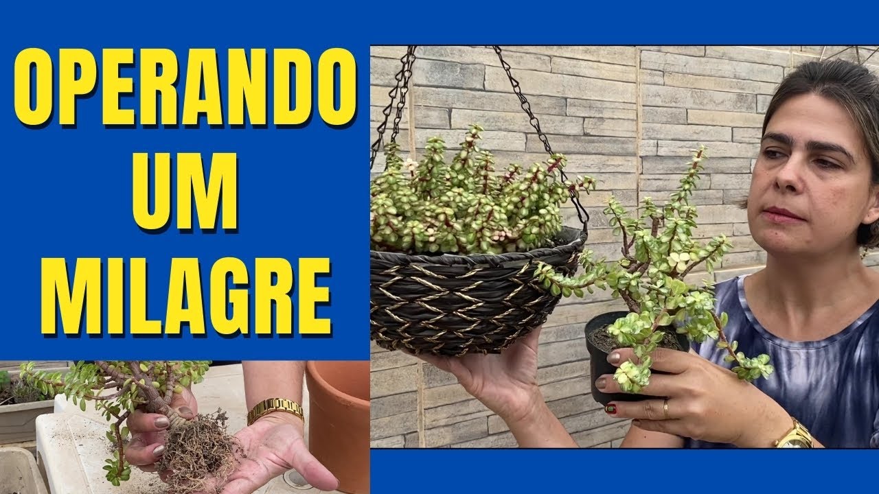 SUCULENTA ARVORETA: Operando um  MILAGRE - parte 1/Grazi Bittencourt