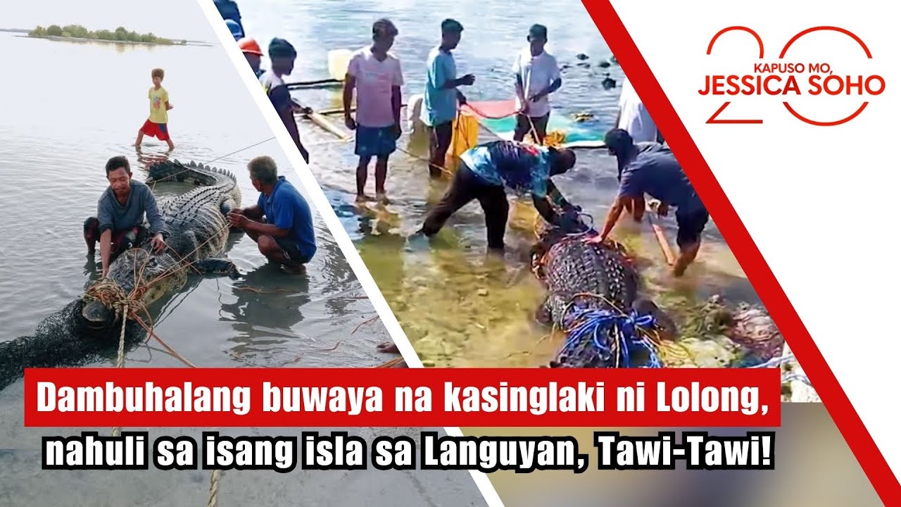Dambuhalang buwaya na kasinglaki ni Lolong, nahuli sa Languyan, Tawi-Tawi! | Kapuso Mo, Jessica Soho