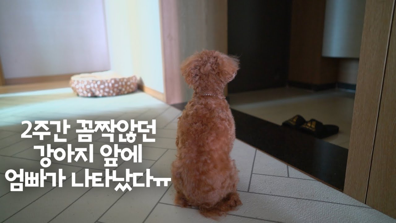 엄빠랑 2주간 떨어져 지내던 강아지가 문앞을 떠나지 않더니.. 2주만에 현관문을 열리자... 강아지와 엄빠가 오열하기 시작했어요....ㅠ