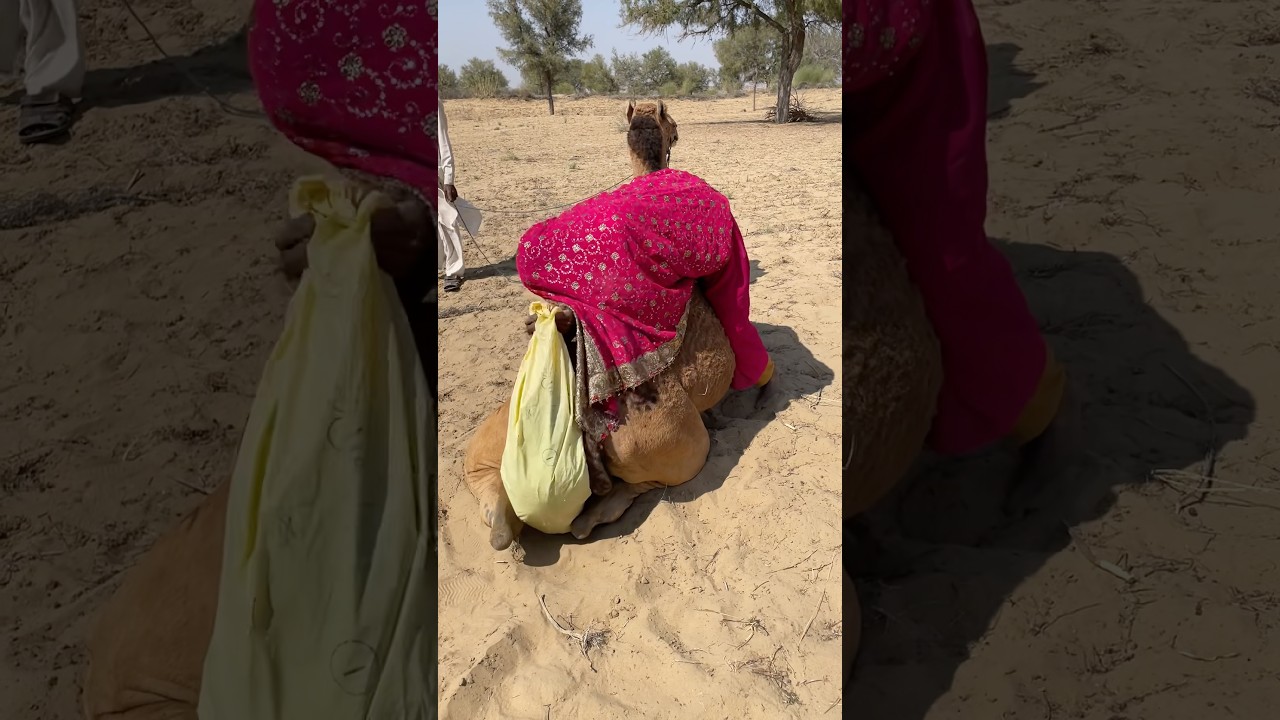A Brave Woman Calms Her Camel 🐪💪