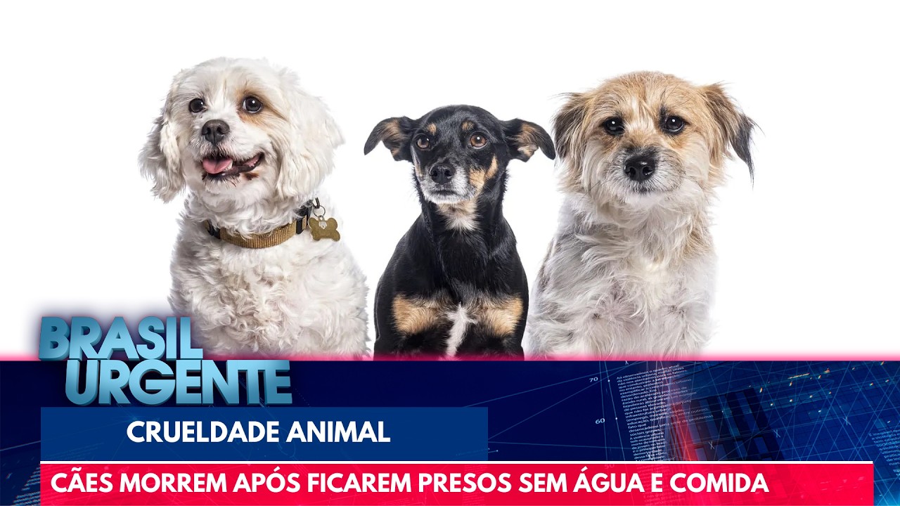Homem abandona casa, e c&atilde;es morrem ap&oacute;s ficarem sem &aacute;gua e comida em SP | Brasil Urgente