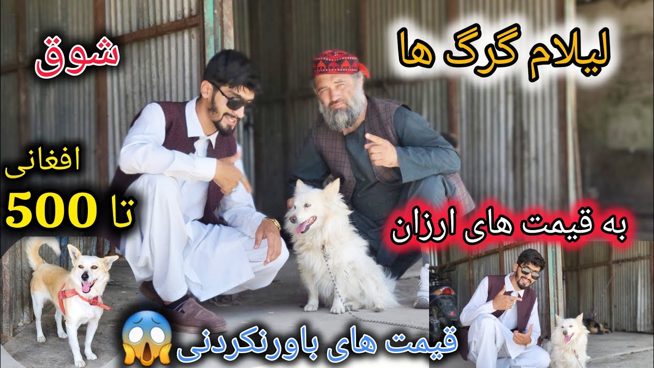 لیلام گرگ ها به قیمت/ های ارزان 500/ افغانی گرگ بخر