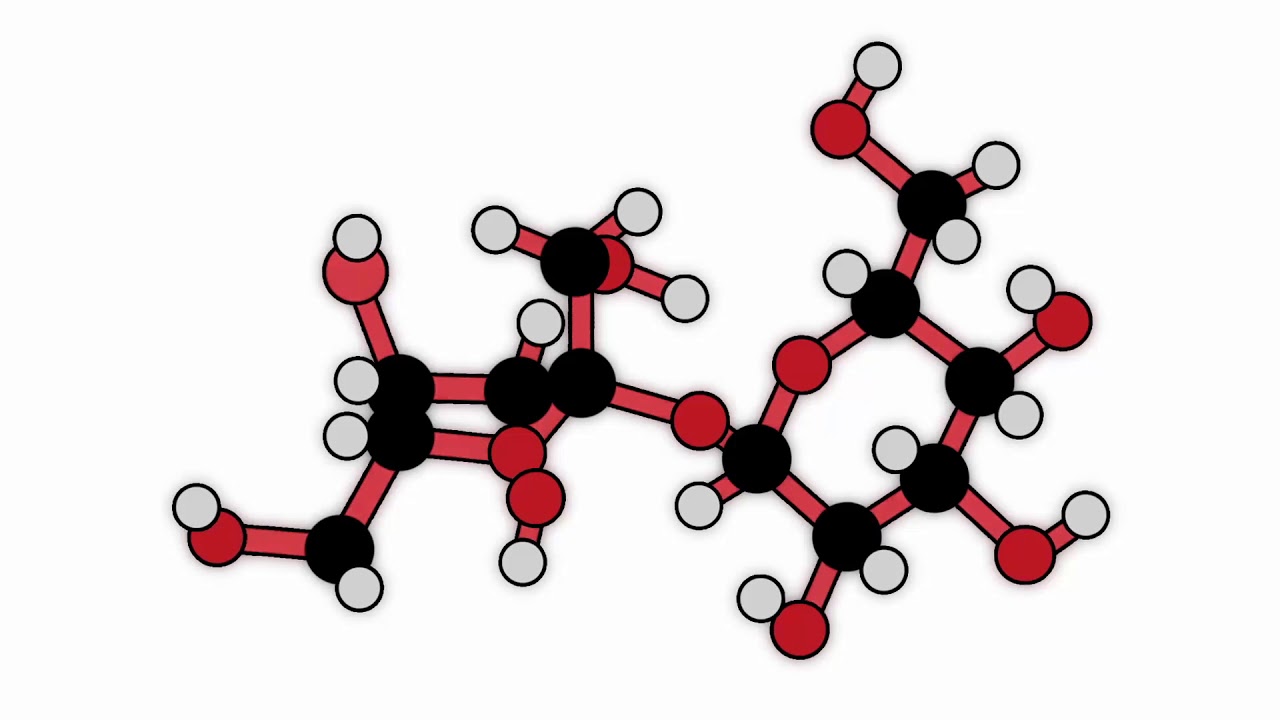 L'ABC des glucides