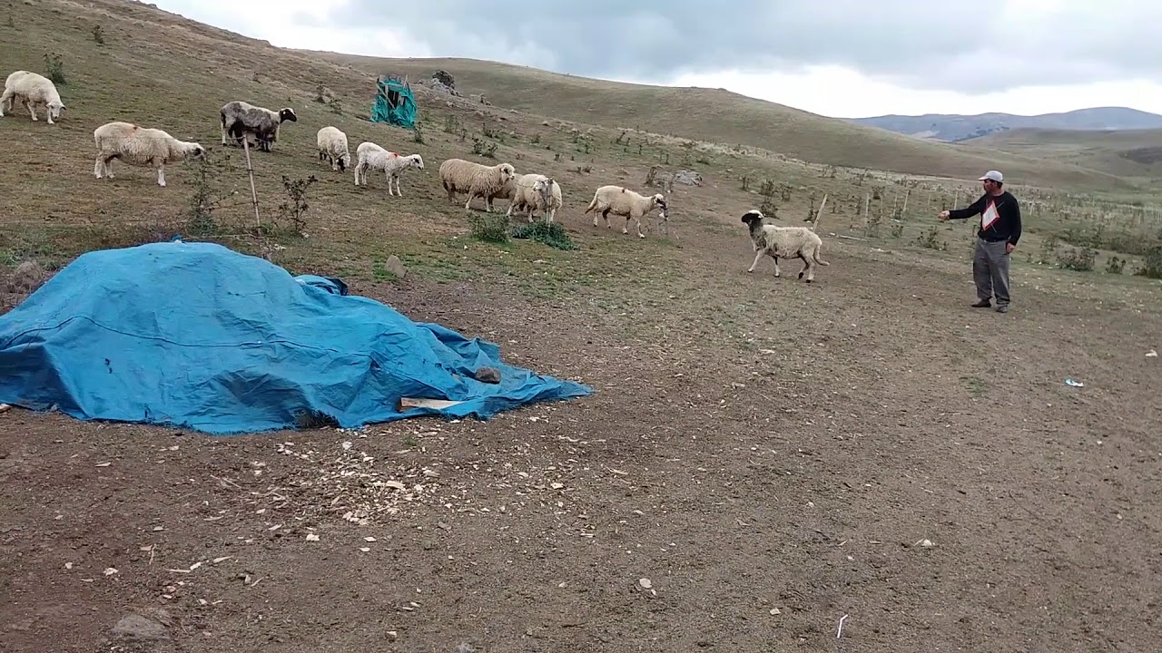 Tokat Niksar Karabaş Yurdu yaylası  (Karayaka ırkı)
