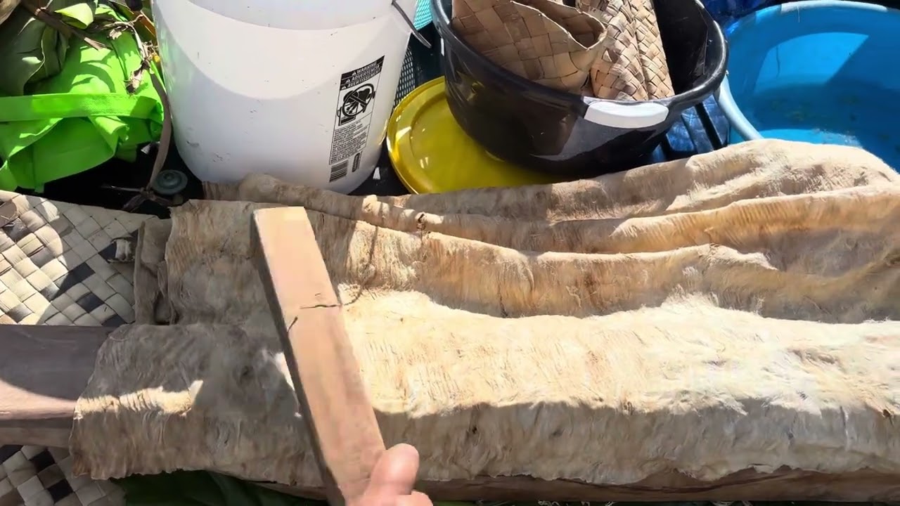 Making  Tapa with a large Wauke tree