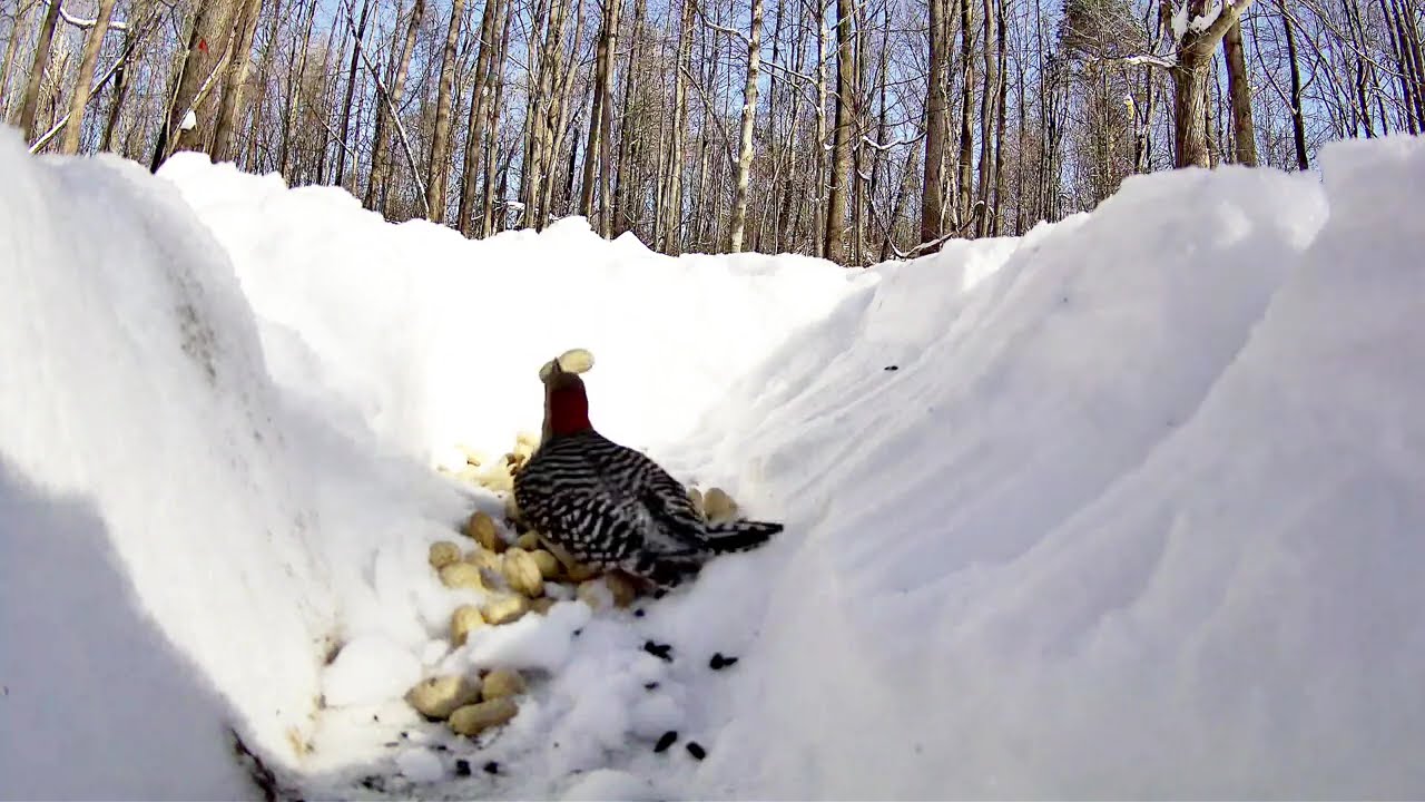 Snow Day Peanut Pile
