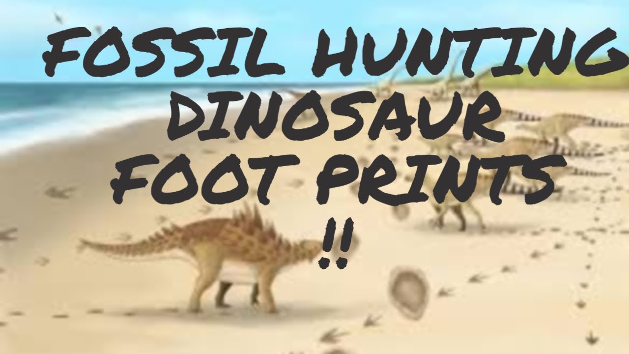 Fossil Hunting - DINOSAUR FOOT PRINTS !