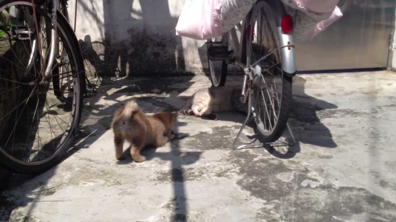 菇狗汪阿喵