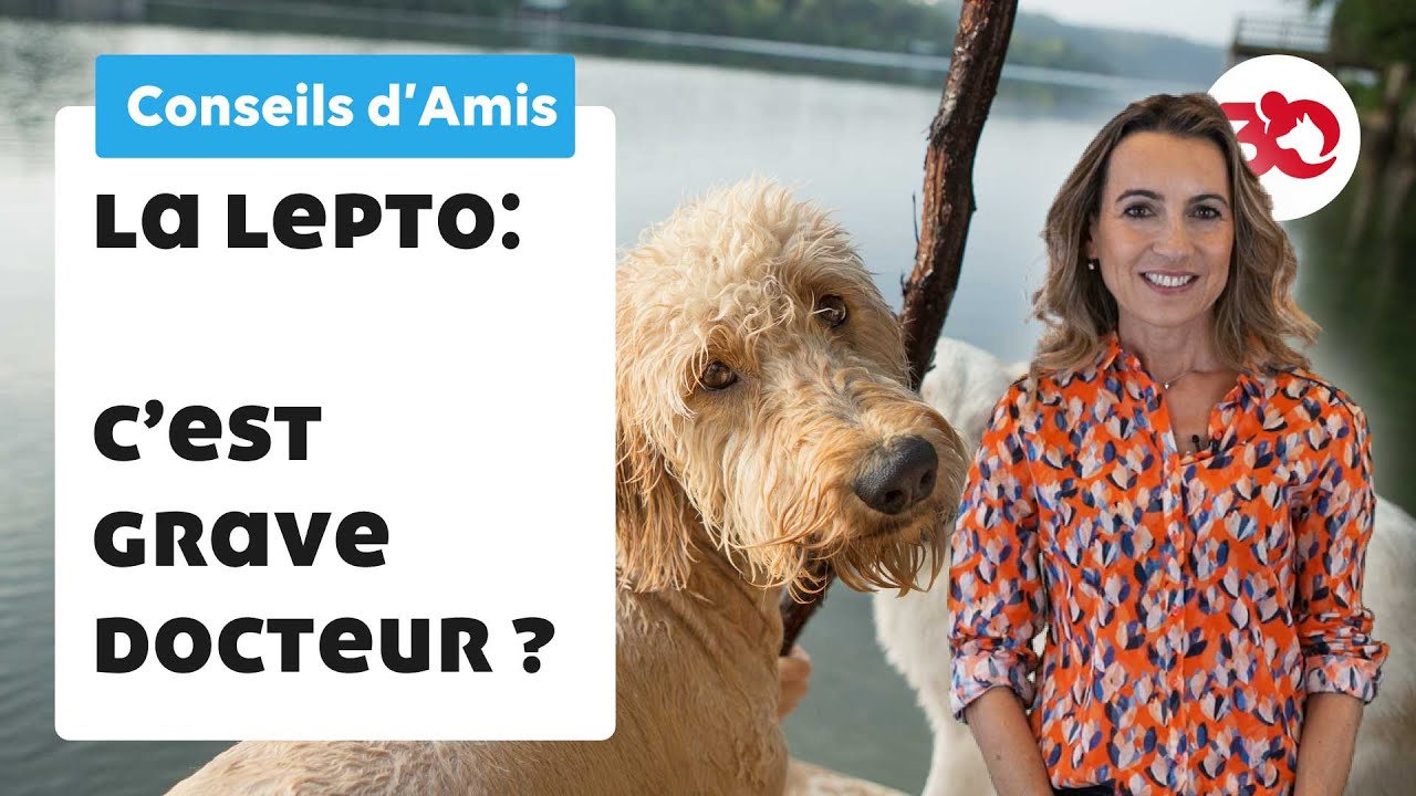 La leptospirose, c'est grave Docteur ?