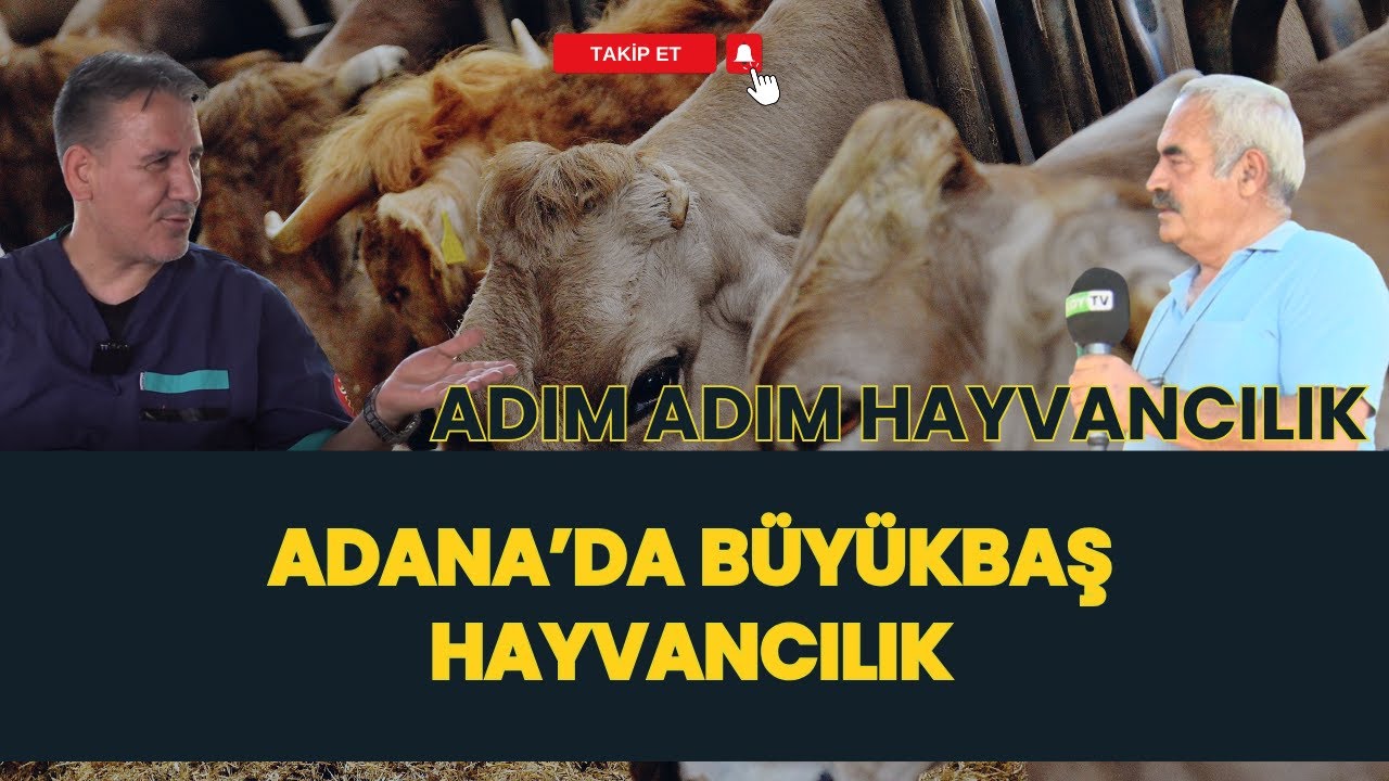 ADANA'DA BÜYÜKBAŞ HAYVANCILIK I ADIM ADIM HAYVANCILIK