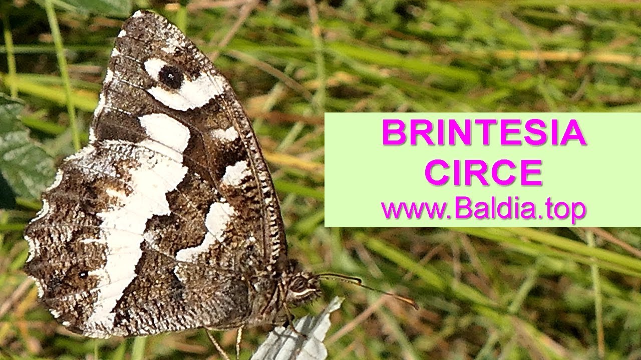 WEISSER WALDPORTIER legt Eier | Brintesia circe | Schmetterling Eiablage | 80