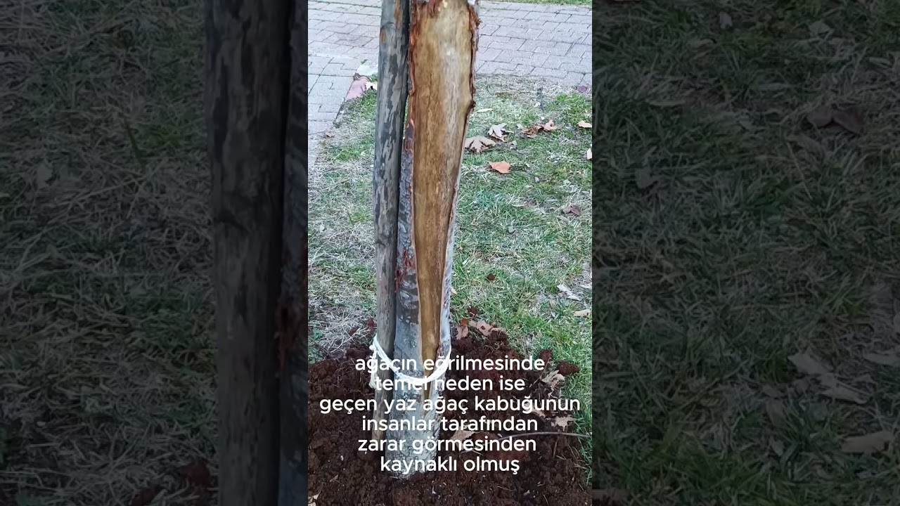 Ağaç kurtarma operasyonu ve (ağaç ameliyatı)