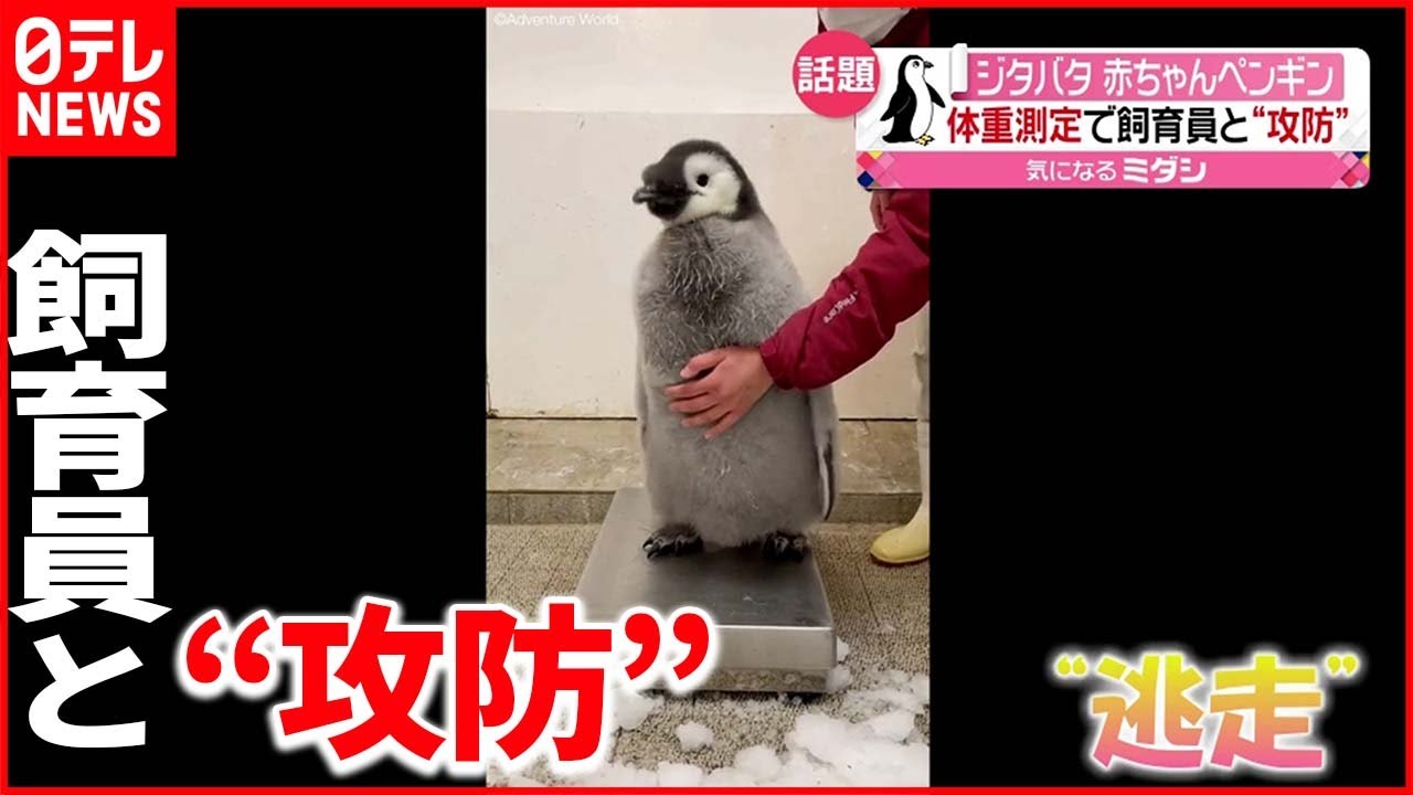 【ジタバタ】赤ちゃんペンギンと飼育員が