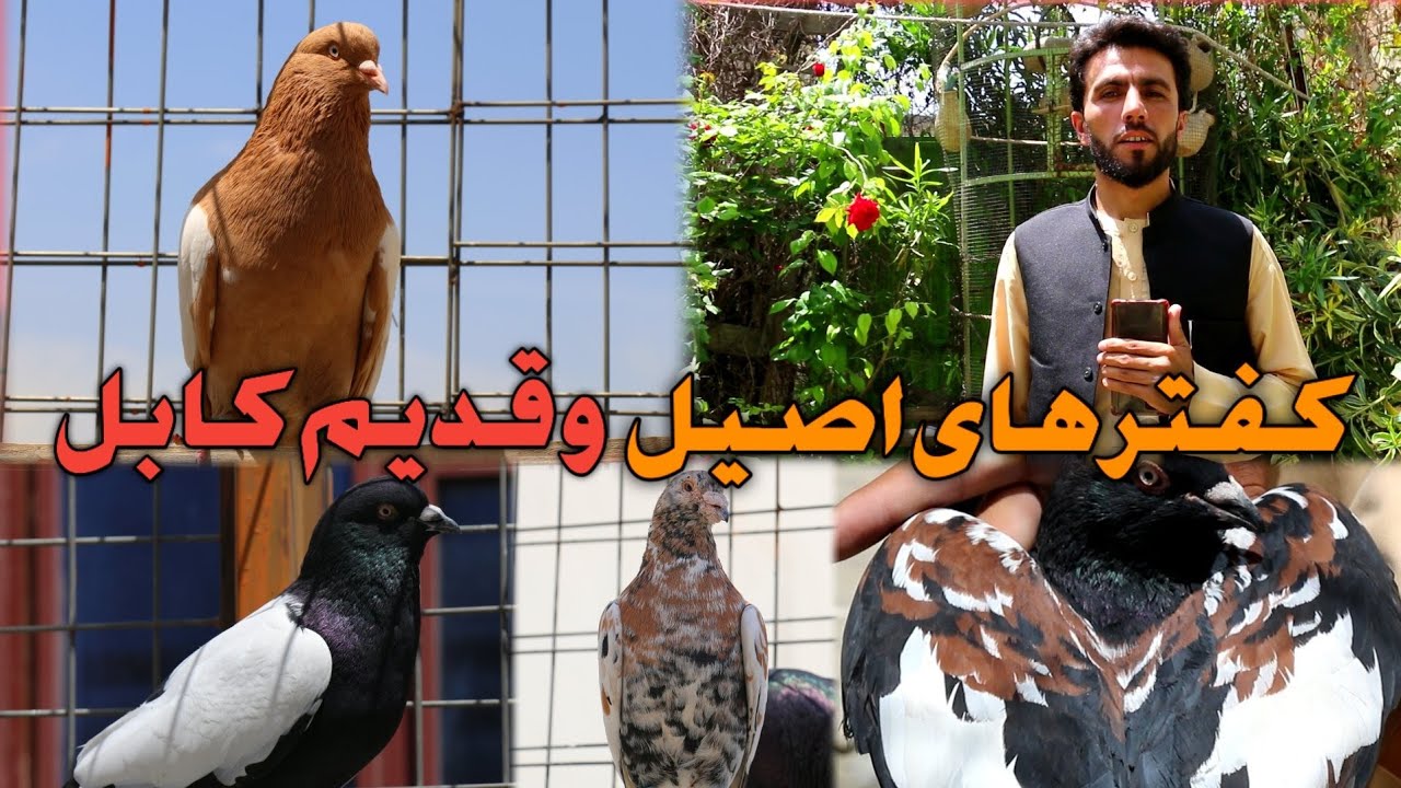 کفتر های اصیل و قدیم کابل / Kabul Afghanistan Beautiful pigeons