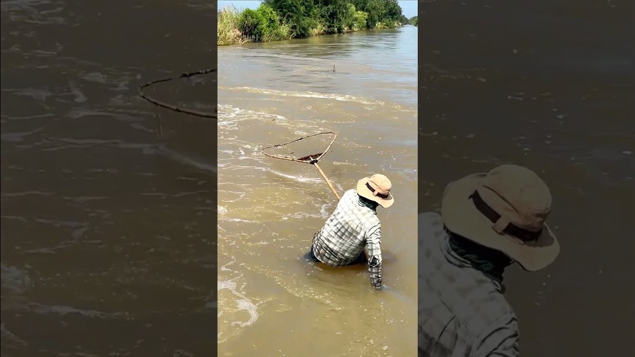 Real Life 100% Net Fishing In River At The Countryside.(Episode 344)