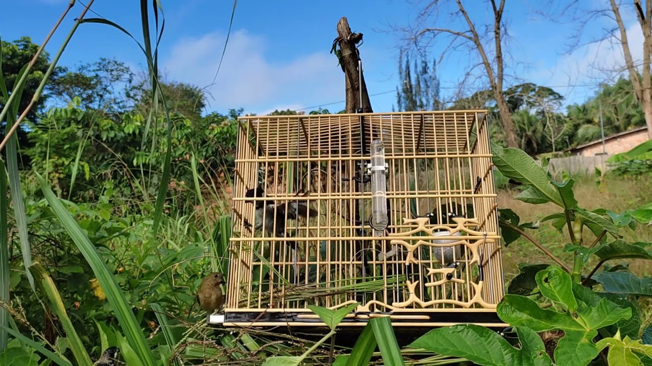 patativa preseira Jaguar 🐆