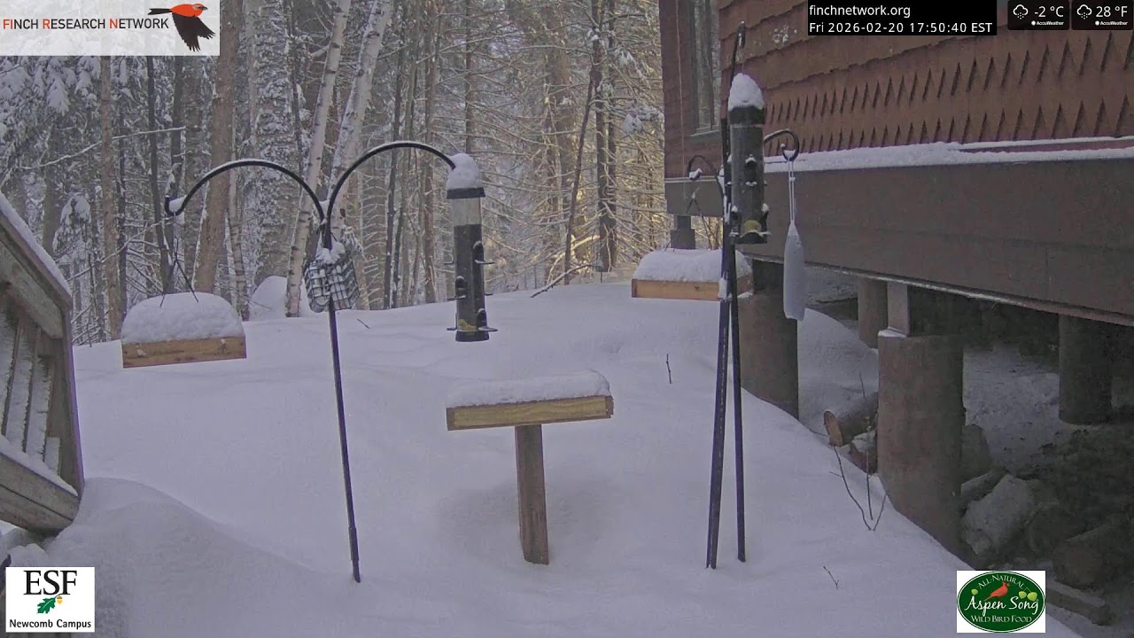 2026-02-20 - Adirondack Interpretive Center - Newcomb, NY - Live Stream Bird Feeder Cam
