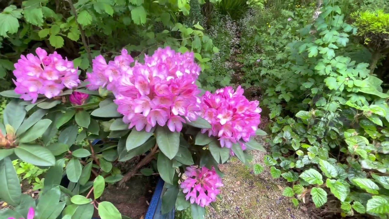 The Cottage Diaries June 6 ~ Revealing a Secret Garden