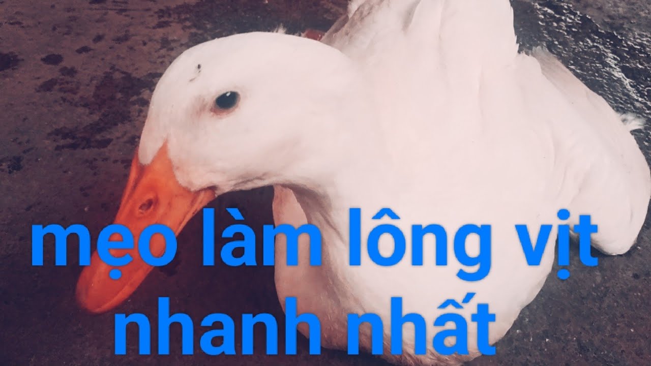 MẸO VẶT LÔNG VỊT, NGAN dễ dàng và nhanh nhất | MÓN ĂN NGON LÀNG QUÊ
