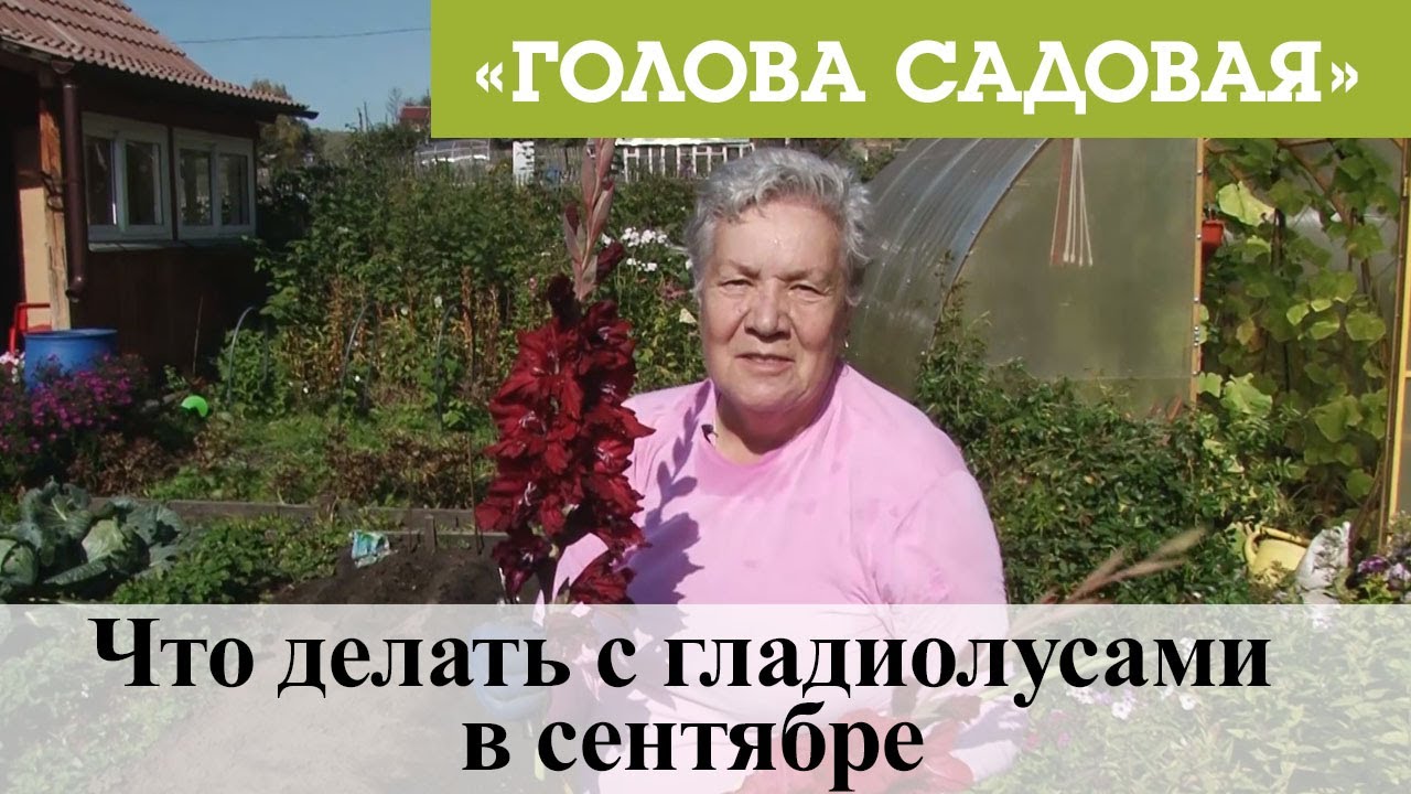 Голова садовая - Что делать с гладиолусами в сентябре