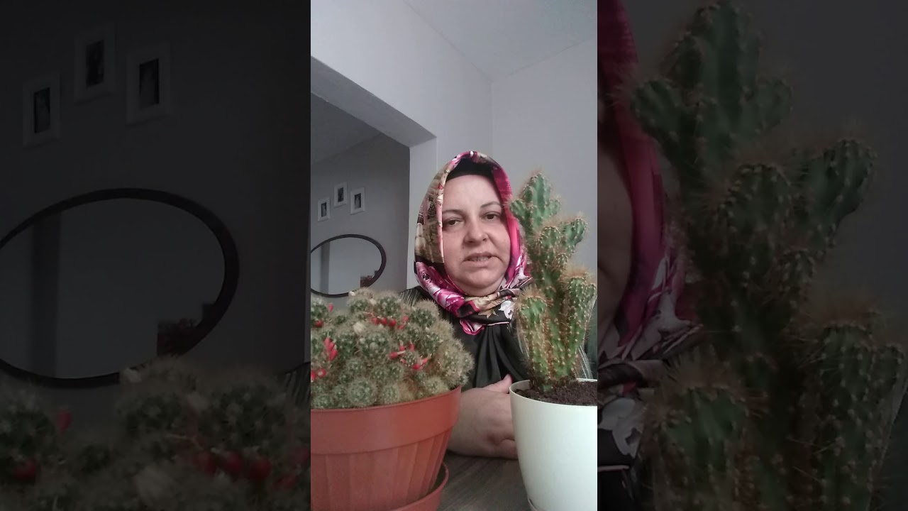 kaktüs bakımı