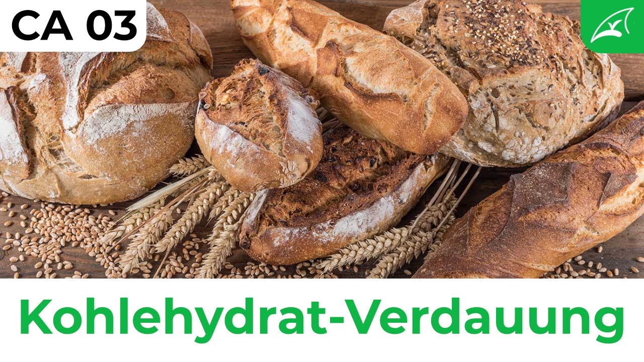 Verdauung der Kohlenhydrate - einfach erklärt! // Wie Carbs aus der Nahrung ins Blut gelangen ...
