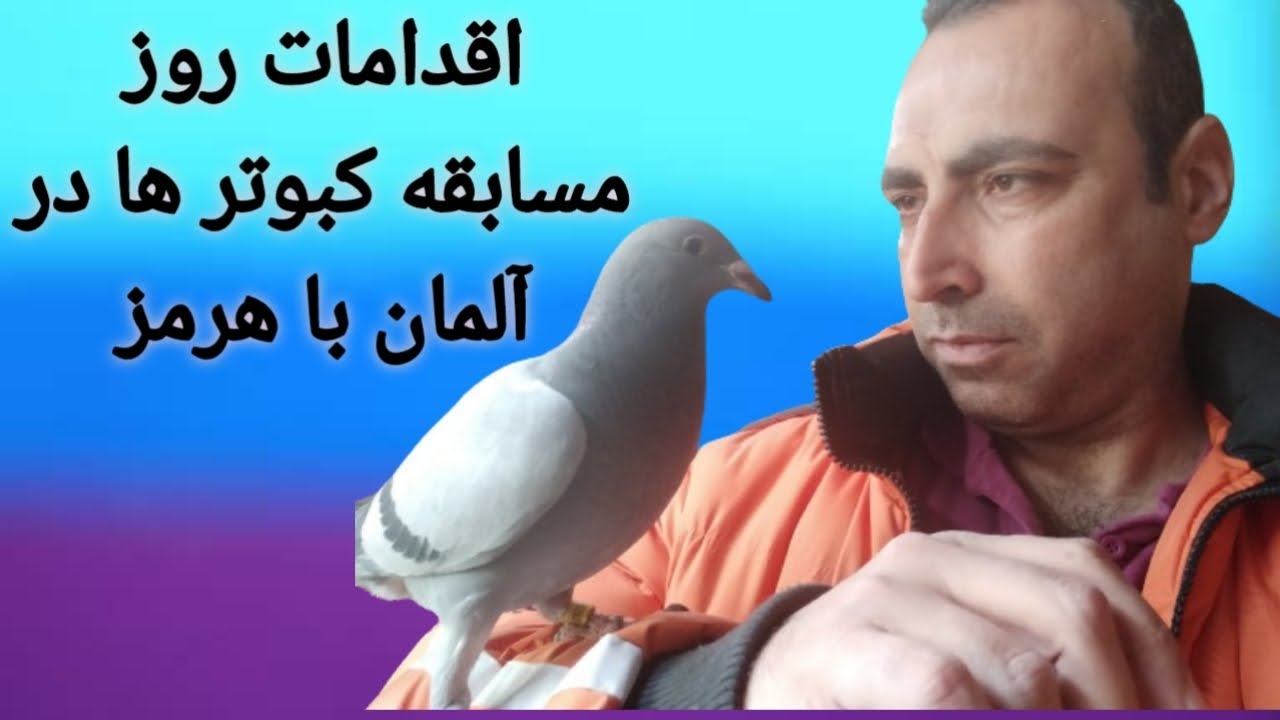 اقدامات روز مسابقه برای کبوتران پلاکی