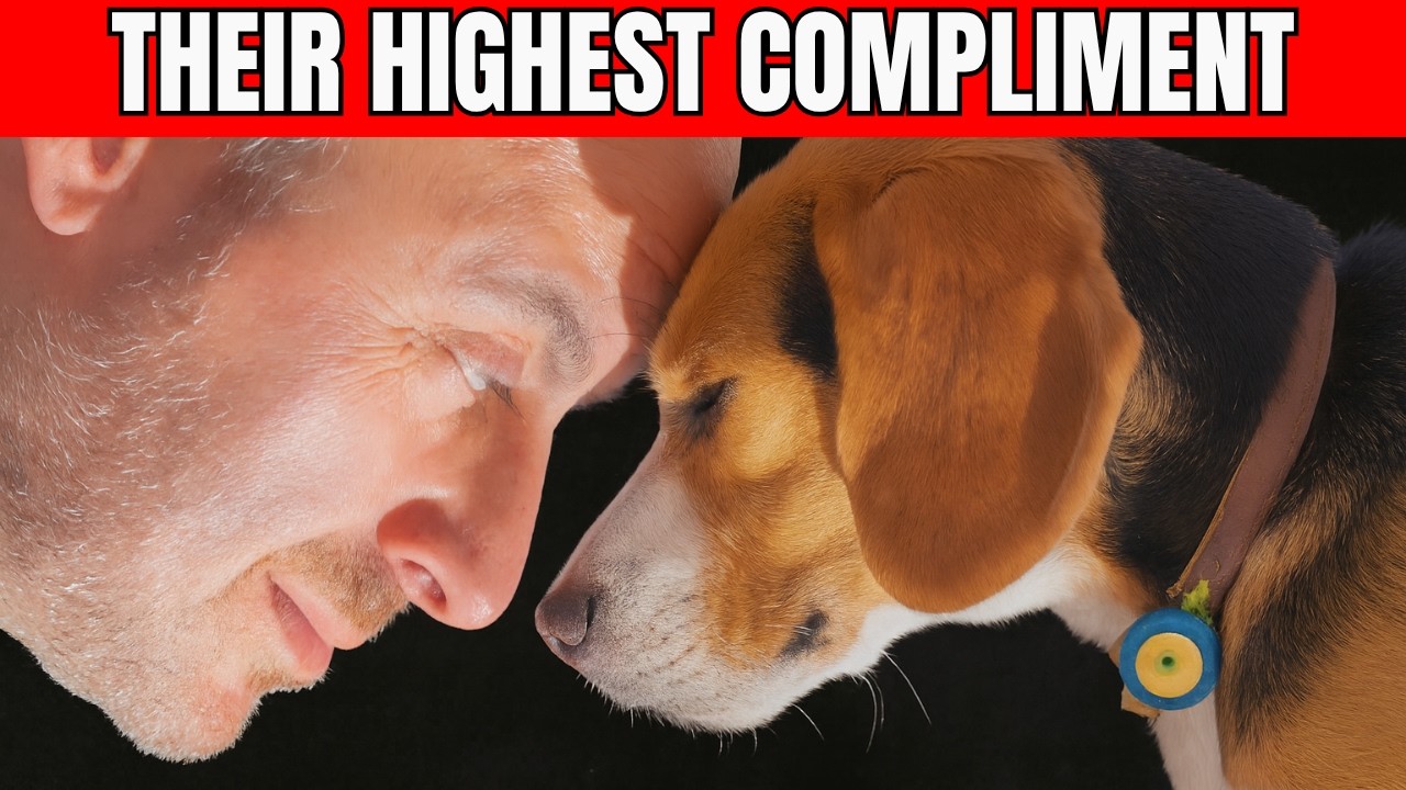 10 самых глубоких комплиментов, которые может сделать вам собака | Dog Love