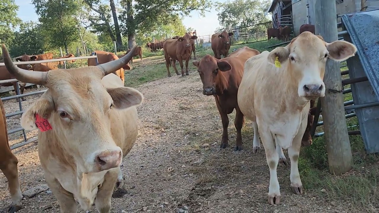 Message from the cow pasture 92125