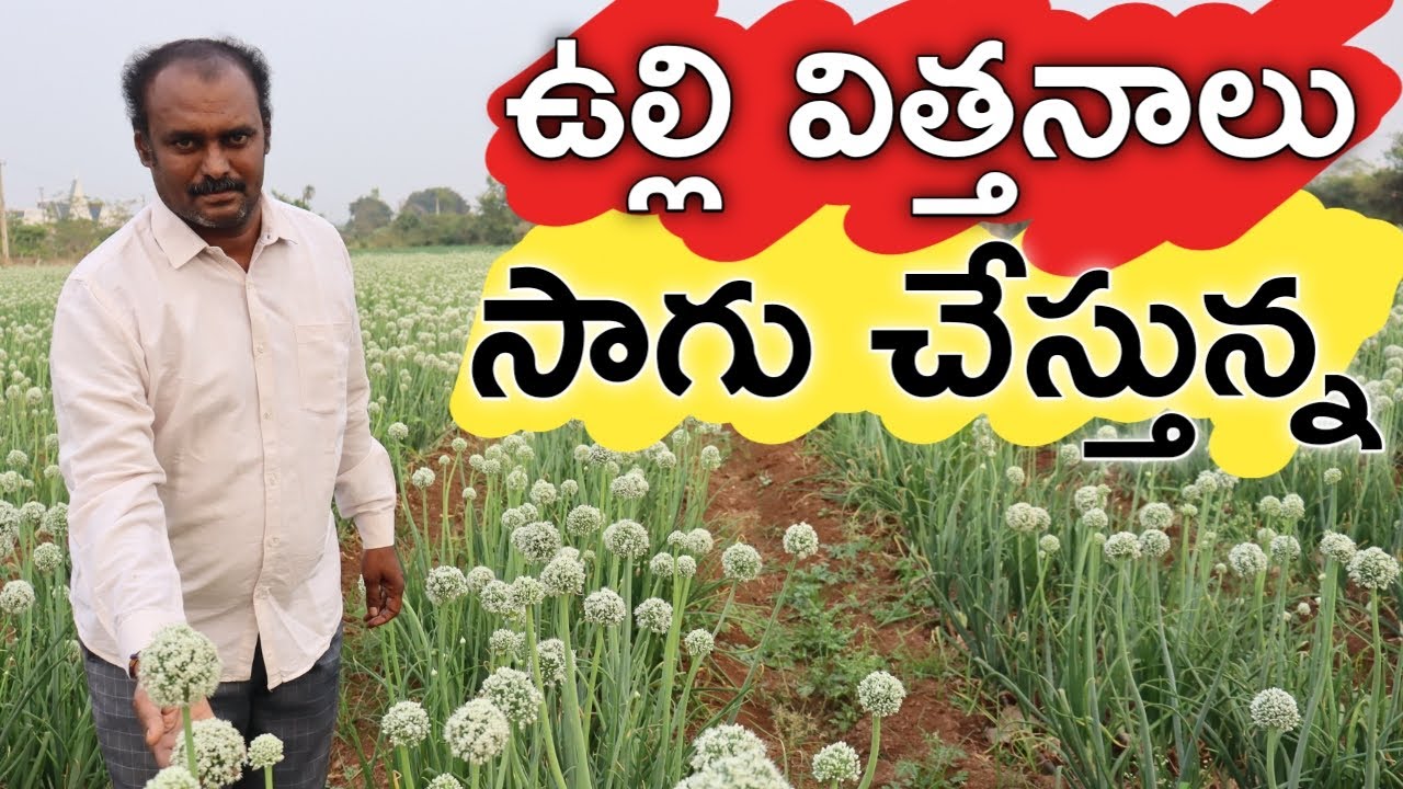 ఉల్లిగడ్డ విత్తనాలు పండిస్తున్న | Onion Seeds Farming | రైతు బడి