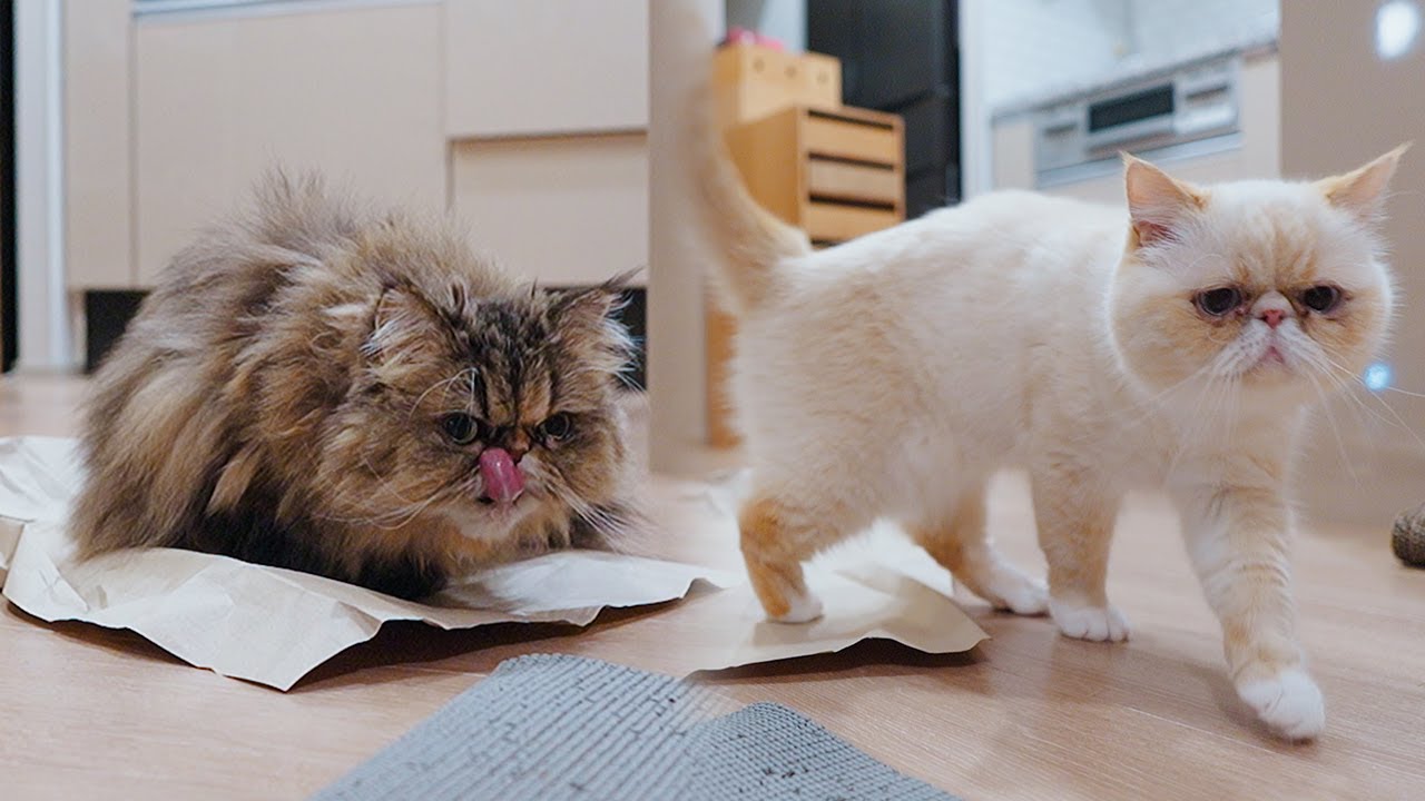 紙で遊んだりゴロゴロ言ったりする猫と餌食べて水飲んで紙に乗る猫