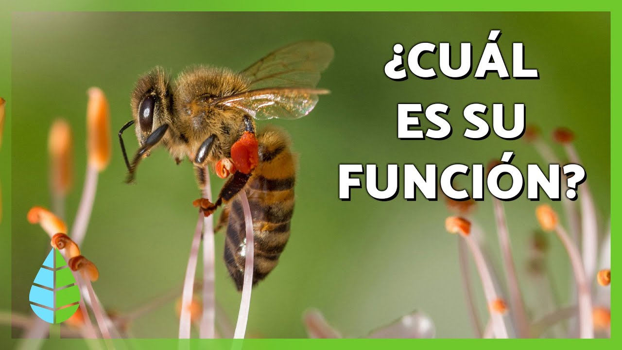 ¿Cuál es la FUNCIÓN de las ABEJAS en la NATURALEZA? 🐝 | Abeja Reina, Abejas Obreras y Zánganos 💛