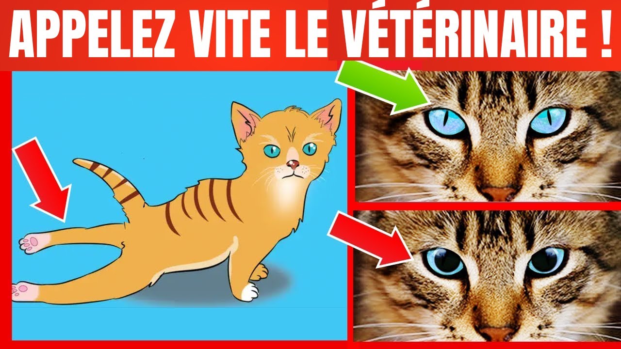 Si votre Chat fait cela, appelez IMMÉDIATEMENT le Vétérinaire