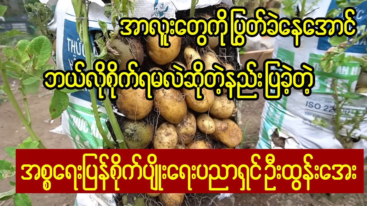 အာလူးကိုပြွတ်ခဲနေအောင် ဥတဲ့နည်းပြသခဲ့တဲ့ အစ္စရေးပြန်စိုက်ပျိုးရေးပညာရှင်