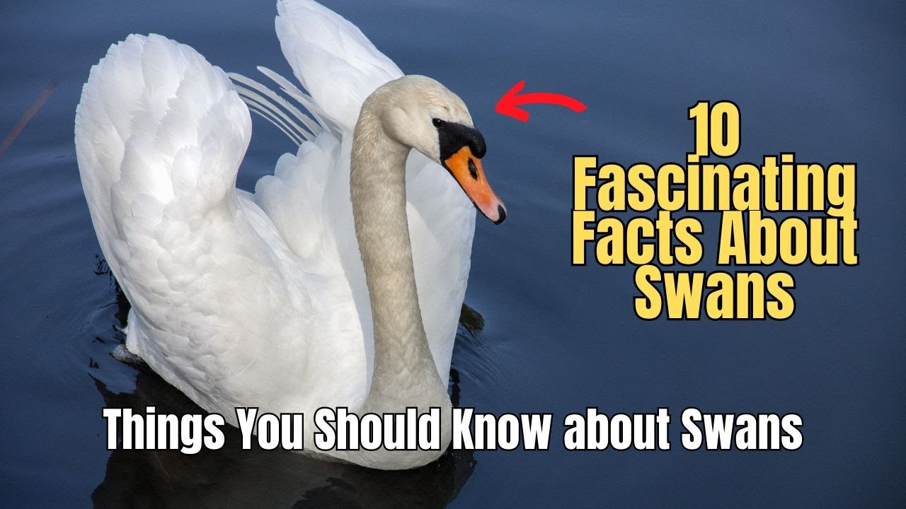 ❌ 10 увлекательных фактов о лебедях 🦢 ⚠️ Почему лебеди опасны?