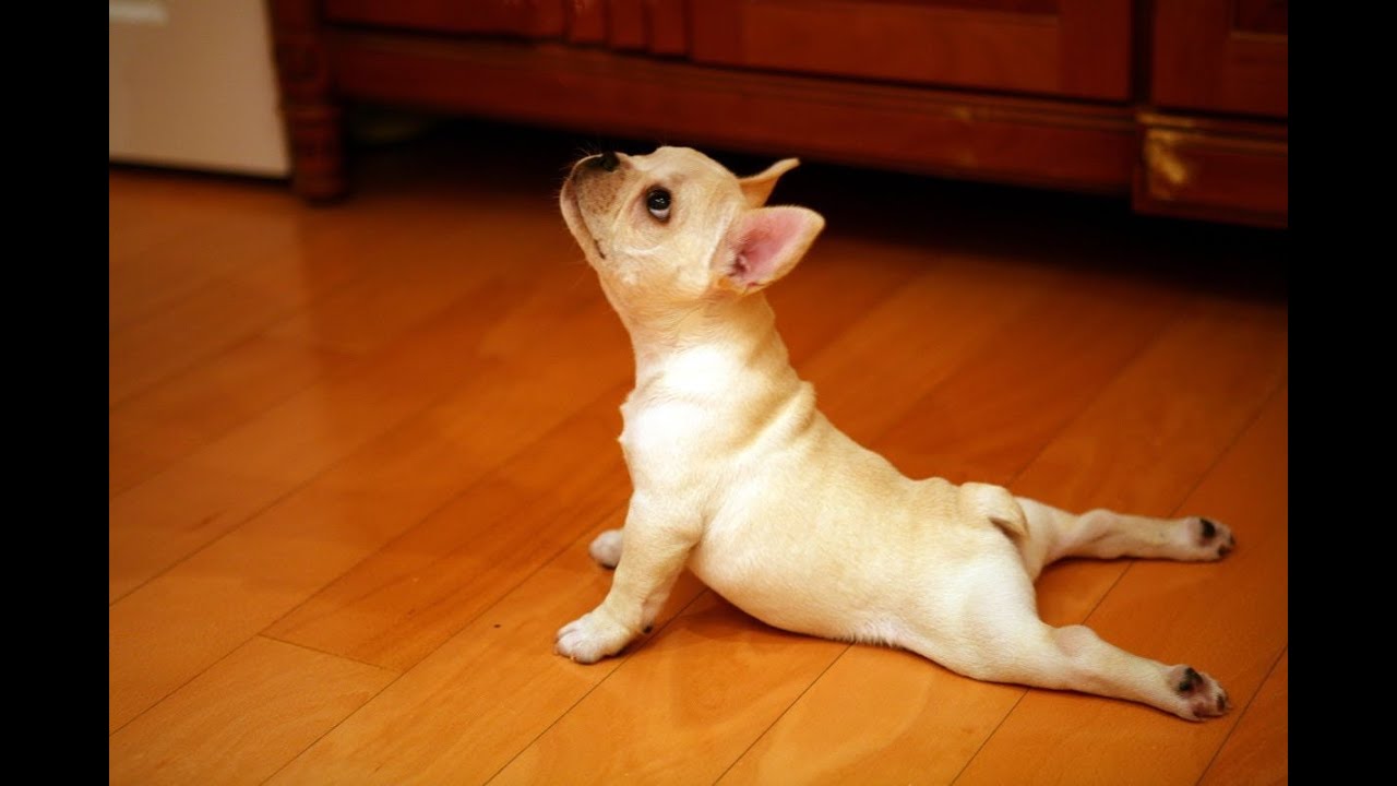 Funny Yoga Fails - Compilation #1