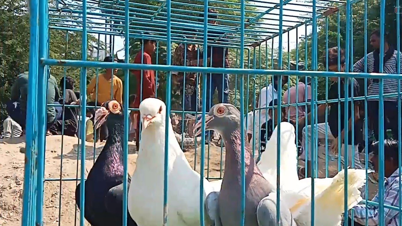 Lucknow kabootar Bazaar new video 9/3/25 Lucknow gola kabutar saste aur ache kabutar Mandi main