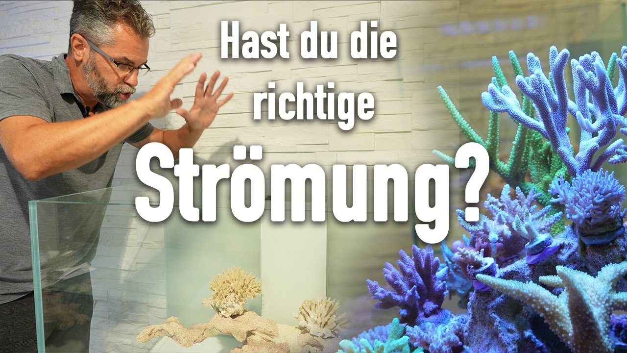 STRÖMUNG + DEKO im Meerwasseraquarium?! - So machst du es richtig