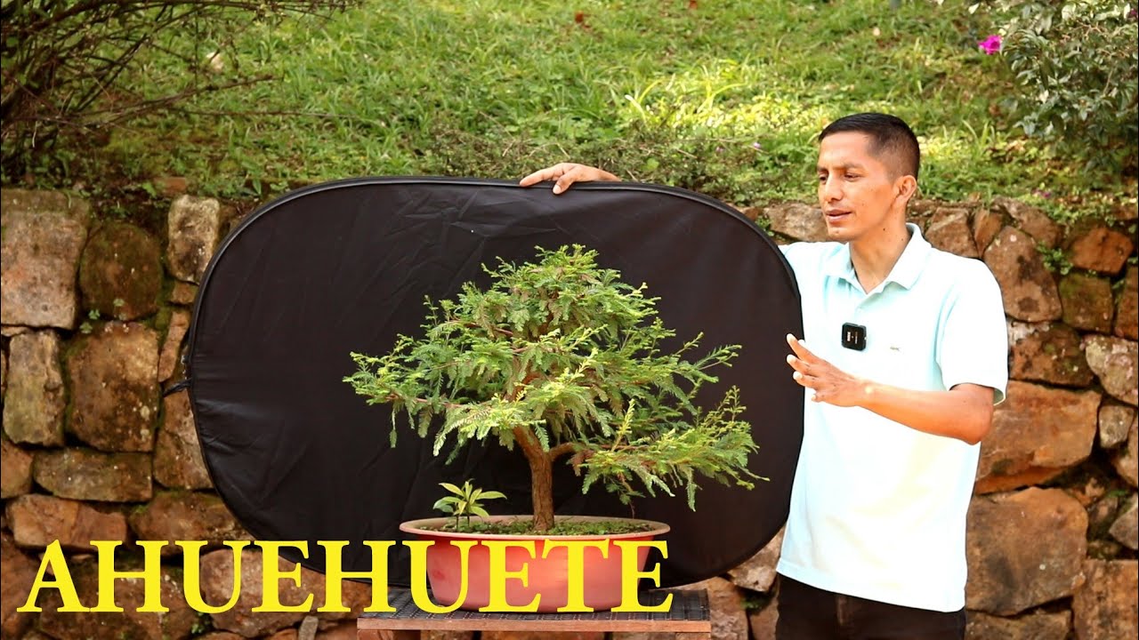 Trasplante ahuehuete _ gran sorpresa