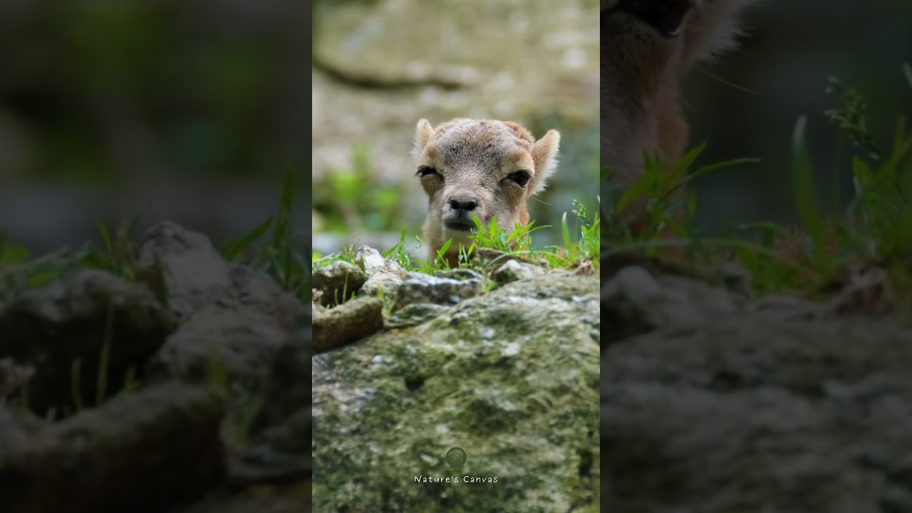 Baby Mountain Goat Chewing Grass 