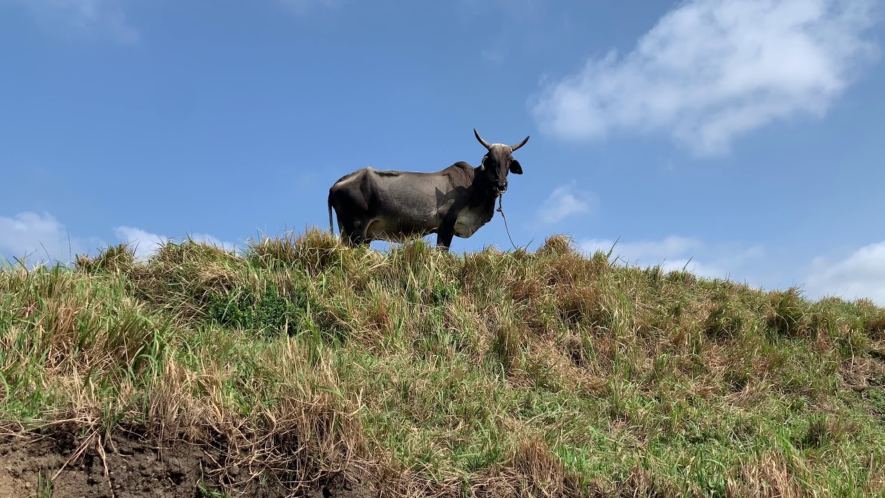 [4K] Nature Walk: Vayang Rolling Hills, Basco, Batanes, Philippines