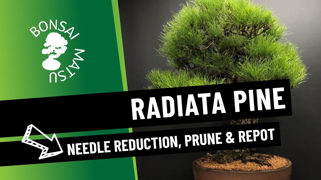 Radiata or Monterey Pine Refinement and Repotting