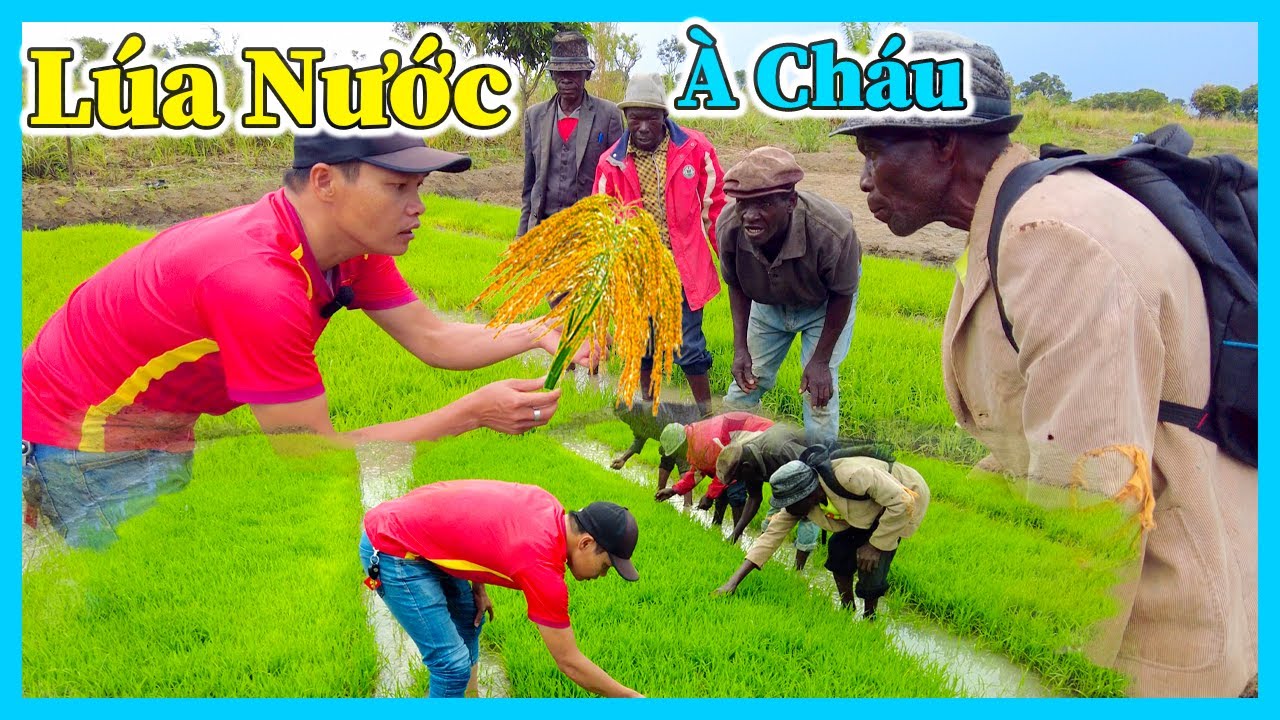Hùng Kaka II Việt Nam Trồng Lúa Giỏi Quá Cháu Nhỉ, 70 Tuổi Mới Biết Đến Cấy Lúa Như Thế Nào !