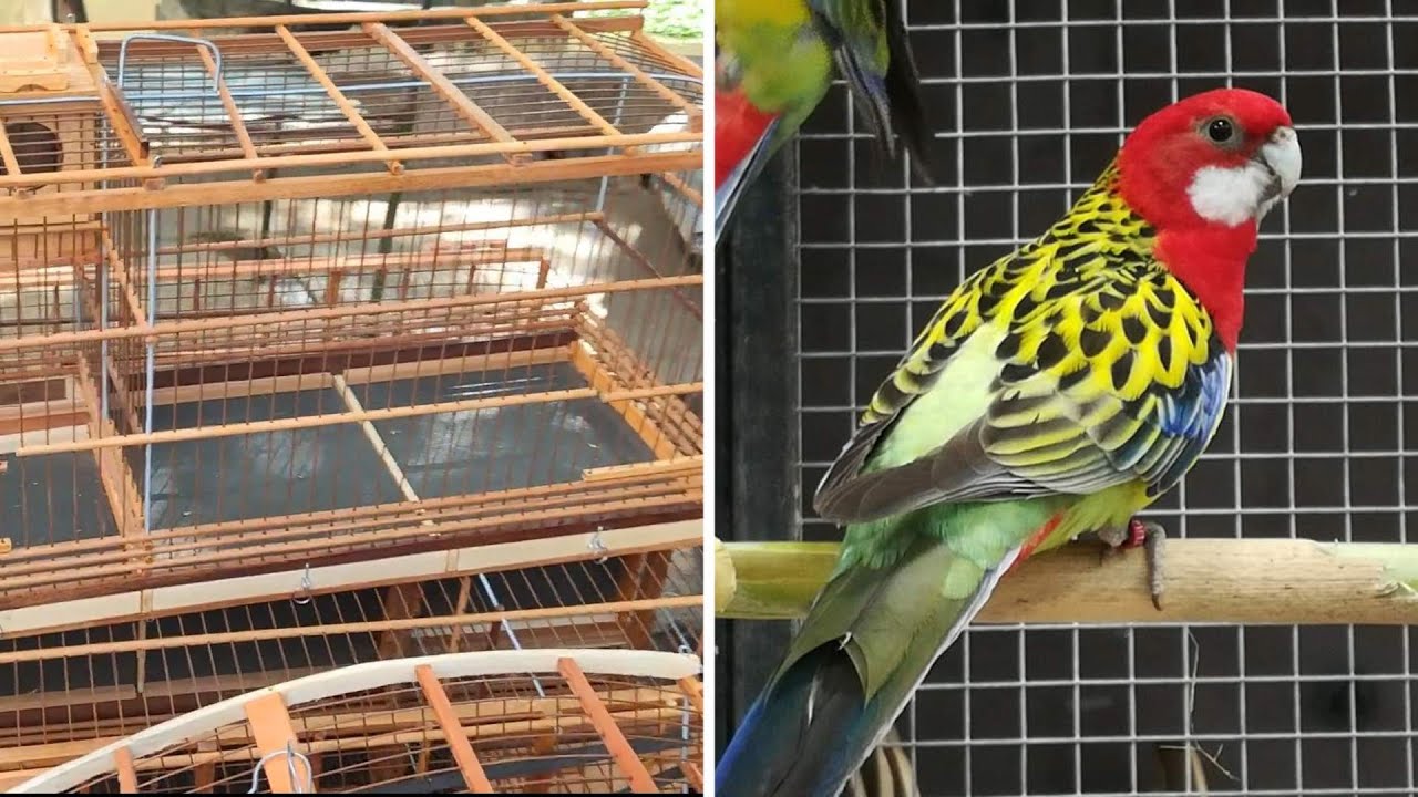 FEIRA DE GAIOLAS DE CARUARU PE E CRIATÓRIO IRMÃO RICARDO