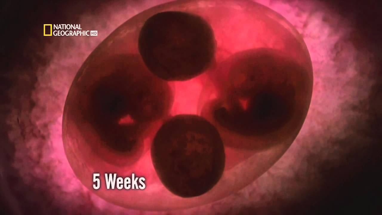 En el vientre materno III: Gemelos id&eacute;nticos HD [Documental completo]