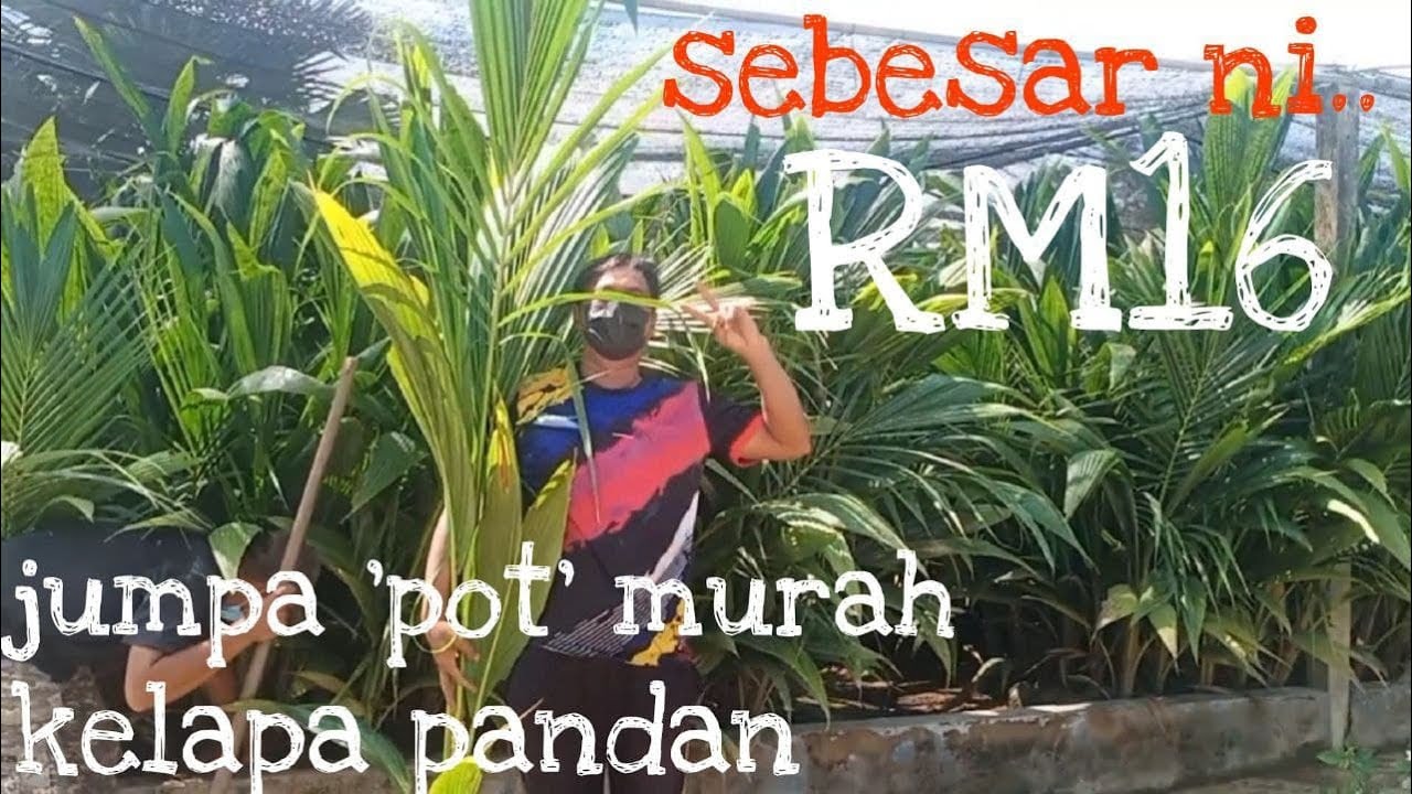 [Episod277] WOOW.. tak sangka begini murah benih kelapa pandan di sini. vlog teruja beli anak pokok😂