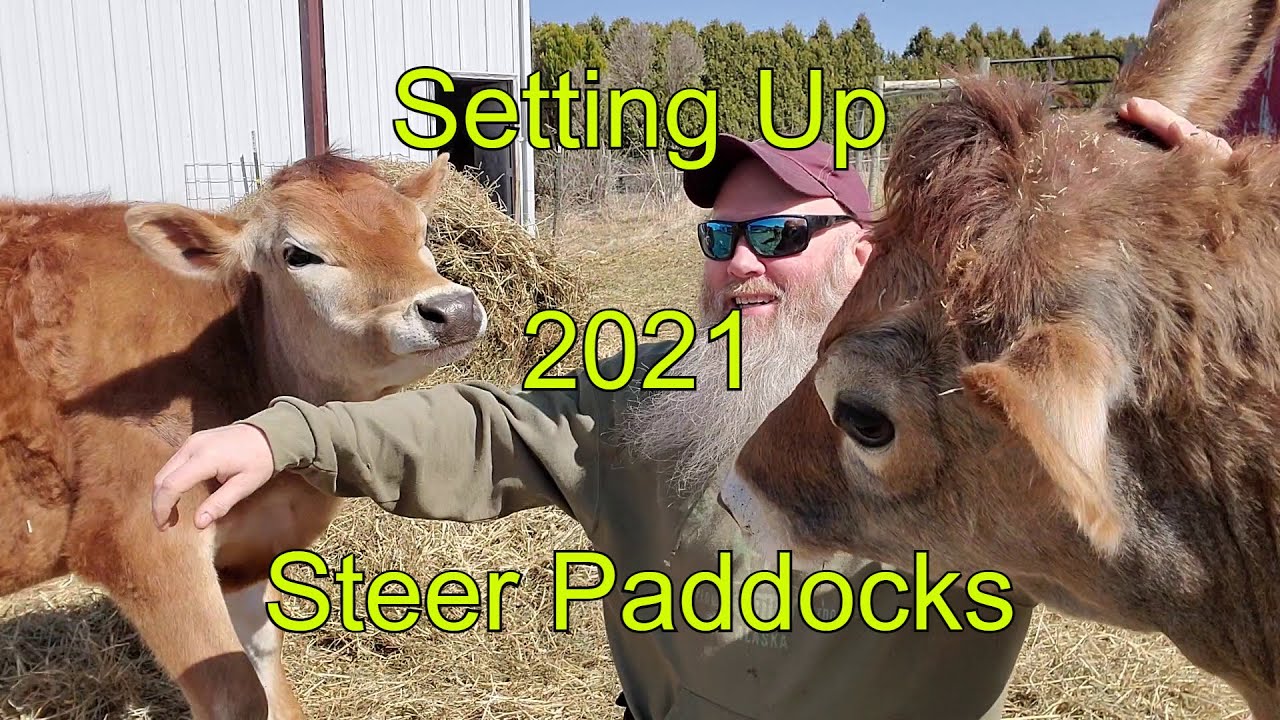 Jersey Steers | Setting Up 2021 Pasture And Paddocks
