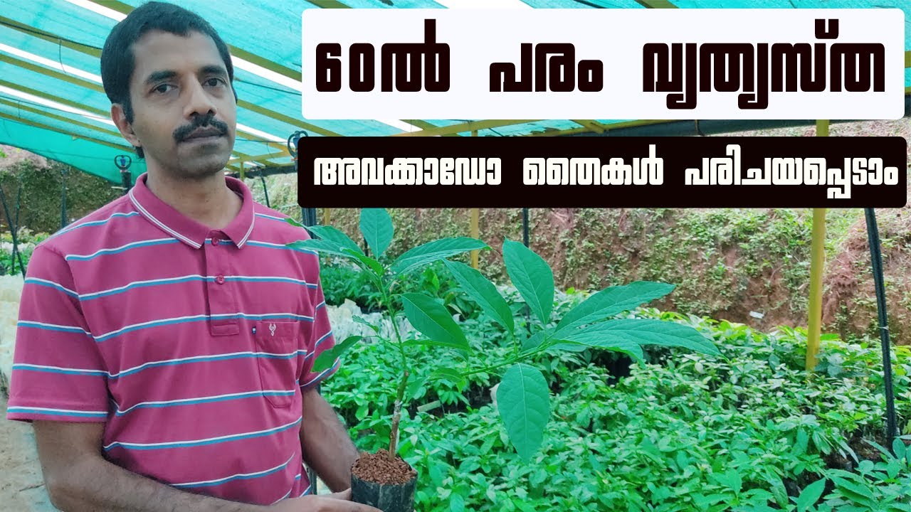 WONDER WORLD OF AVOCADO | 60 ൽ പരം വ്യത്യസ്ത അവക്കാഡോ തൈകൾ | AVACADO PLANT WAYANAD | MEDIAWINGS |