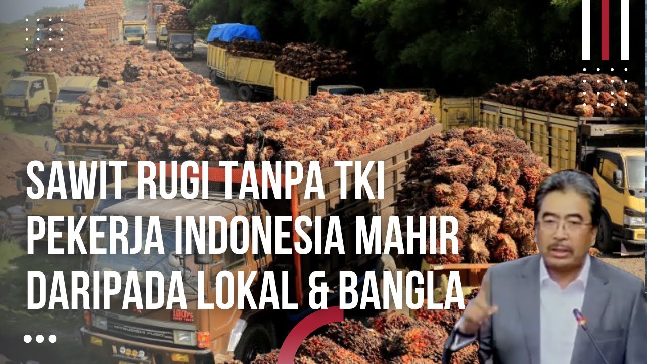 DPR Malaysia Menjerit! Mau Usir TKI Tapi Sawit Malah Rugi, Pekerja Indonesia Lebih Mahir Dari Kita